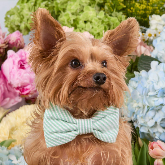 #Modeled by Marley (8lbs) in a Large bow tie