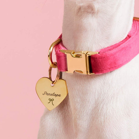 #Modeled by Luna (10lbs) in a Large pet ID tag