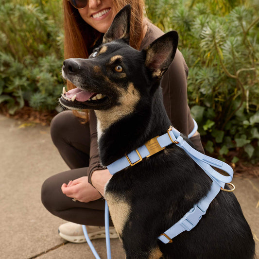 Active Flex Dog Harness - With Handle (M/L), Alpine view 2