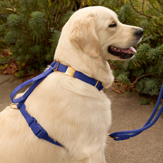 Active Flex Dog Harness - With Handle (M/L), Azure view 2