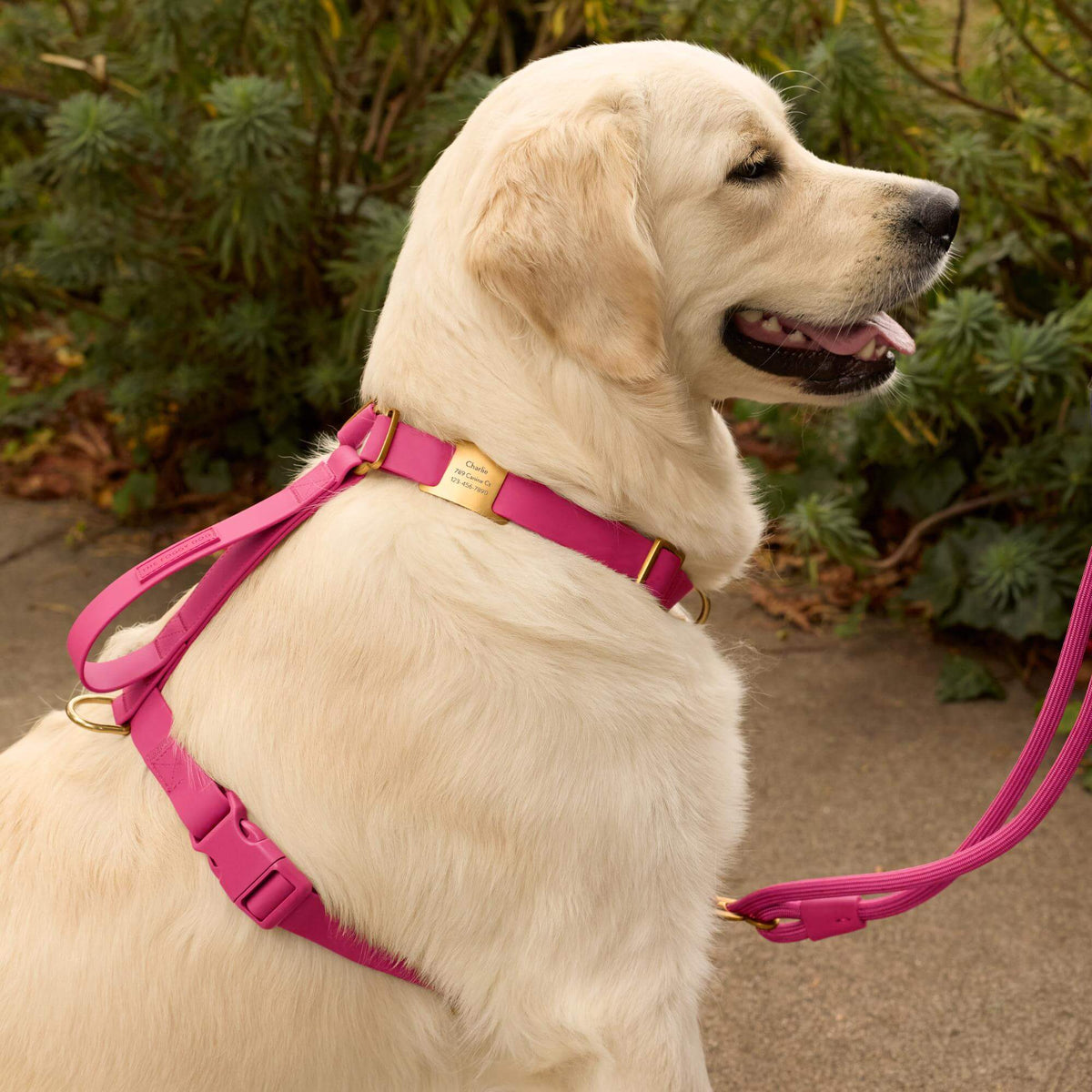 #Olive (65lbs) in a Large harness and Standard leash