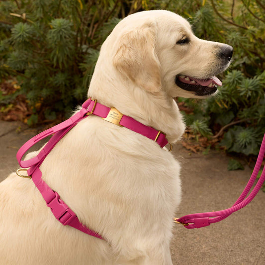 Active Flex Dog Harness - With Handle (M/L), Dahlia view 2