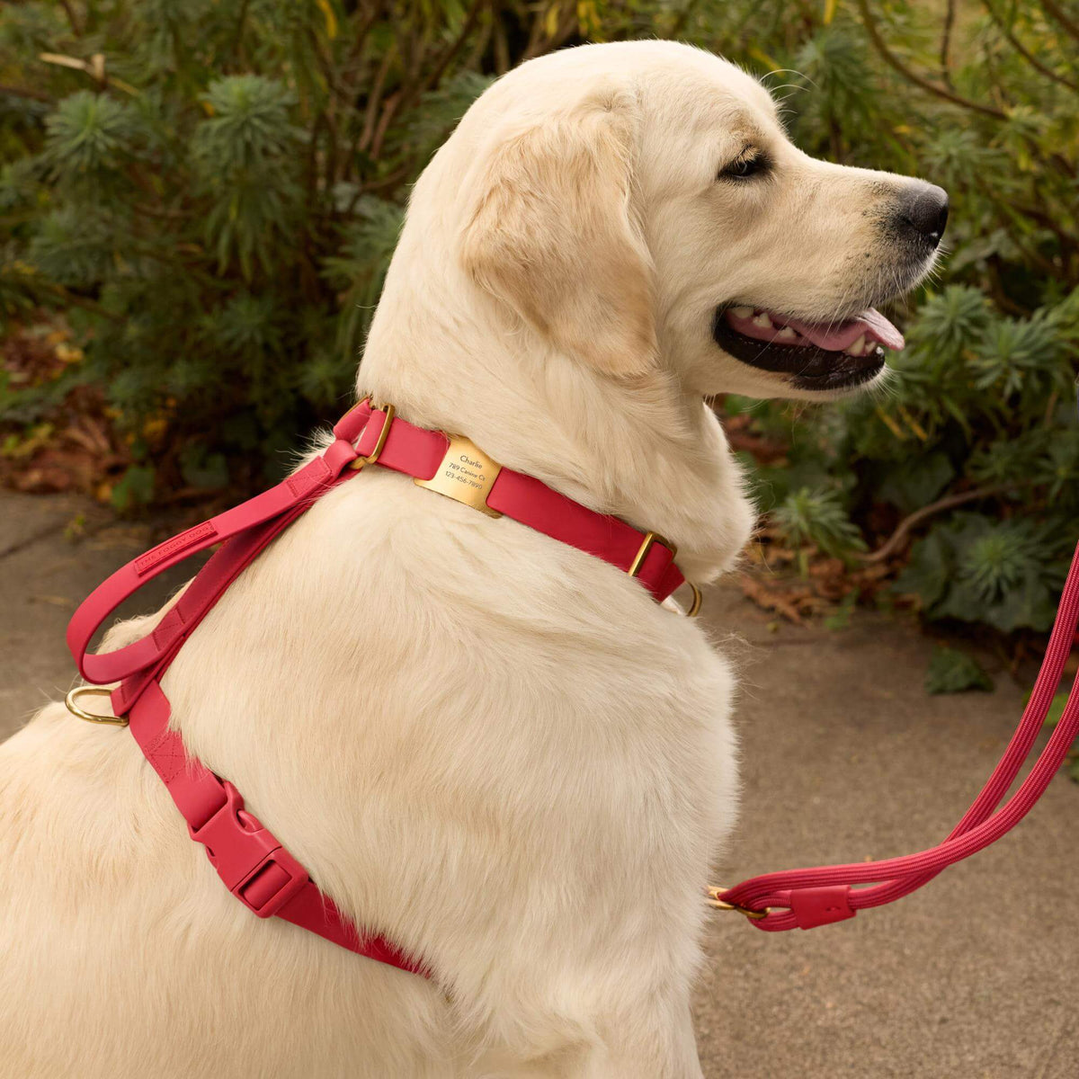#Olive (65lbs) in a Large harness and Standard leash