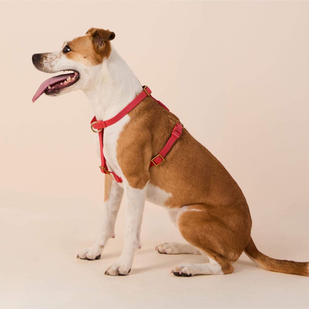 Active Flex Dog Harness (XS/S), Ember view 4