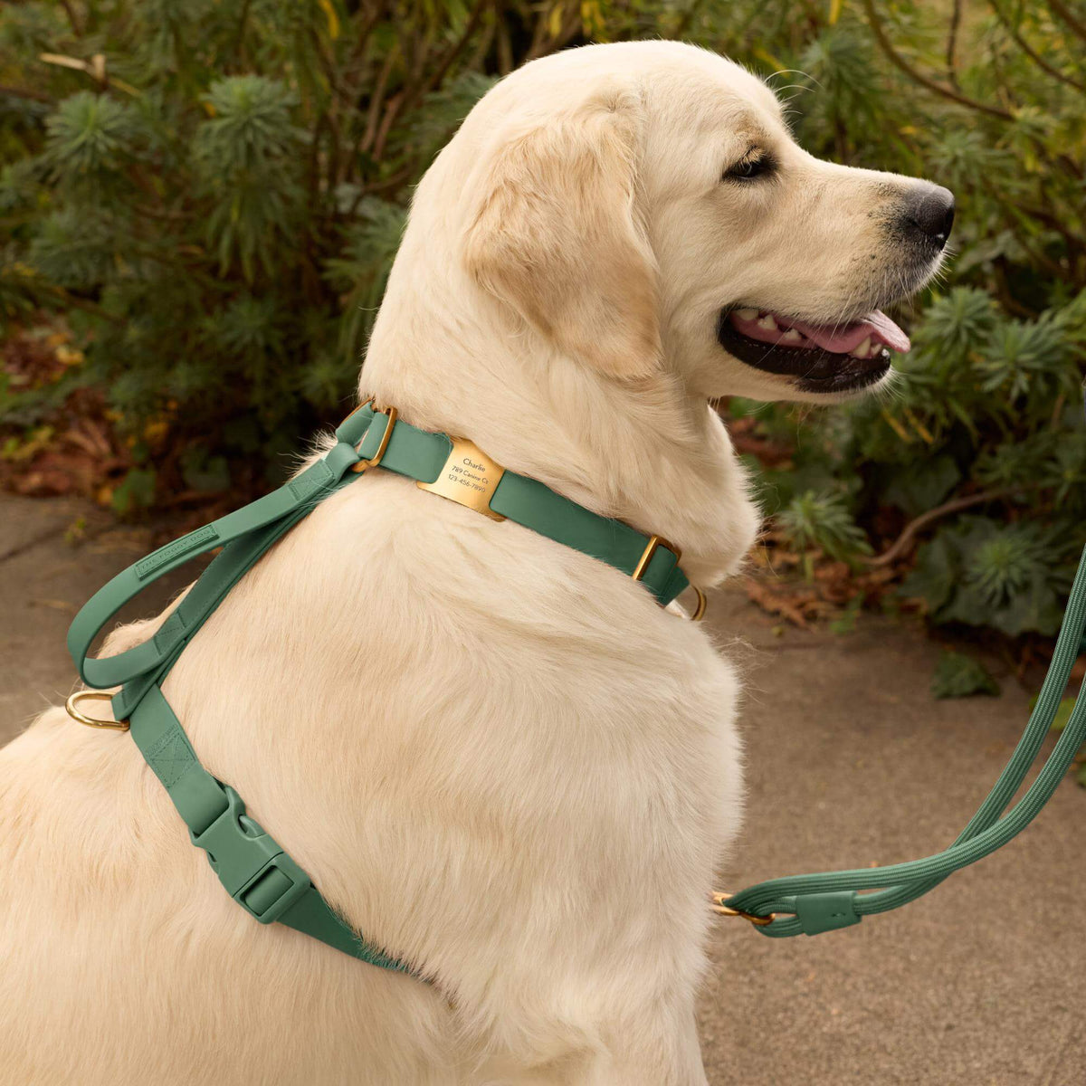 #Olive (65lbs) in a Large harness and Standard leash