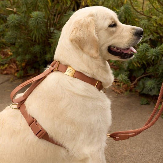 Active Flex Dog Harness - With Handle (M/L), Saddle view 2
