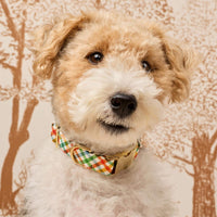 #Modeled by Sesame (27lbs) in Medium