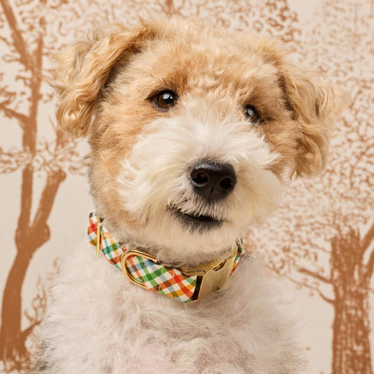 #Modeled by Sesame (27lbs) in Medium