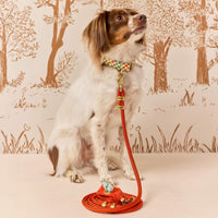#Modeled by Ollie (20lbs) in a Medium collar and Standard leash