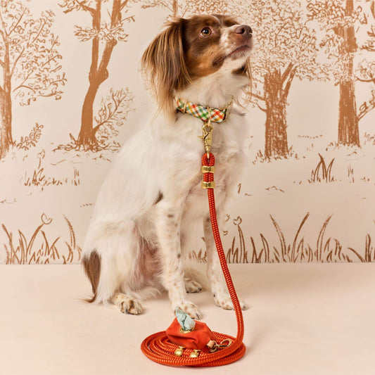#Modeled by Ollie (20lbs) in a Medium collar and Standard leash