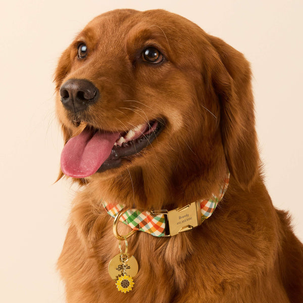 Harvest Gingham Collar from The Foggy Dog