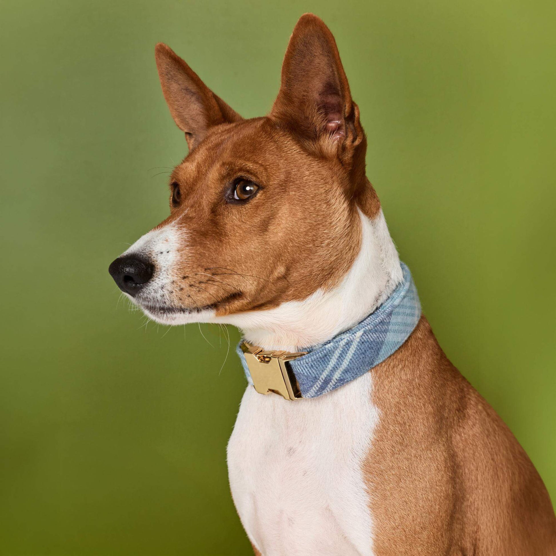 #Modeled by Ricky (27lbs) in Medium