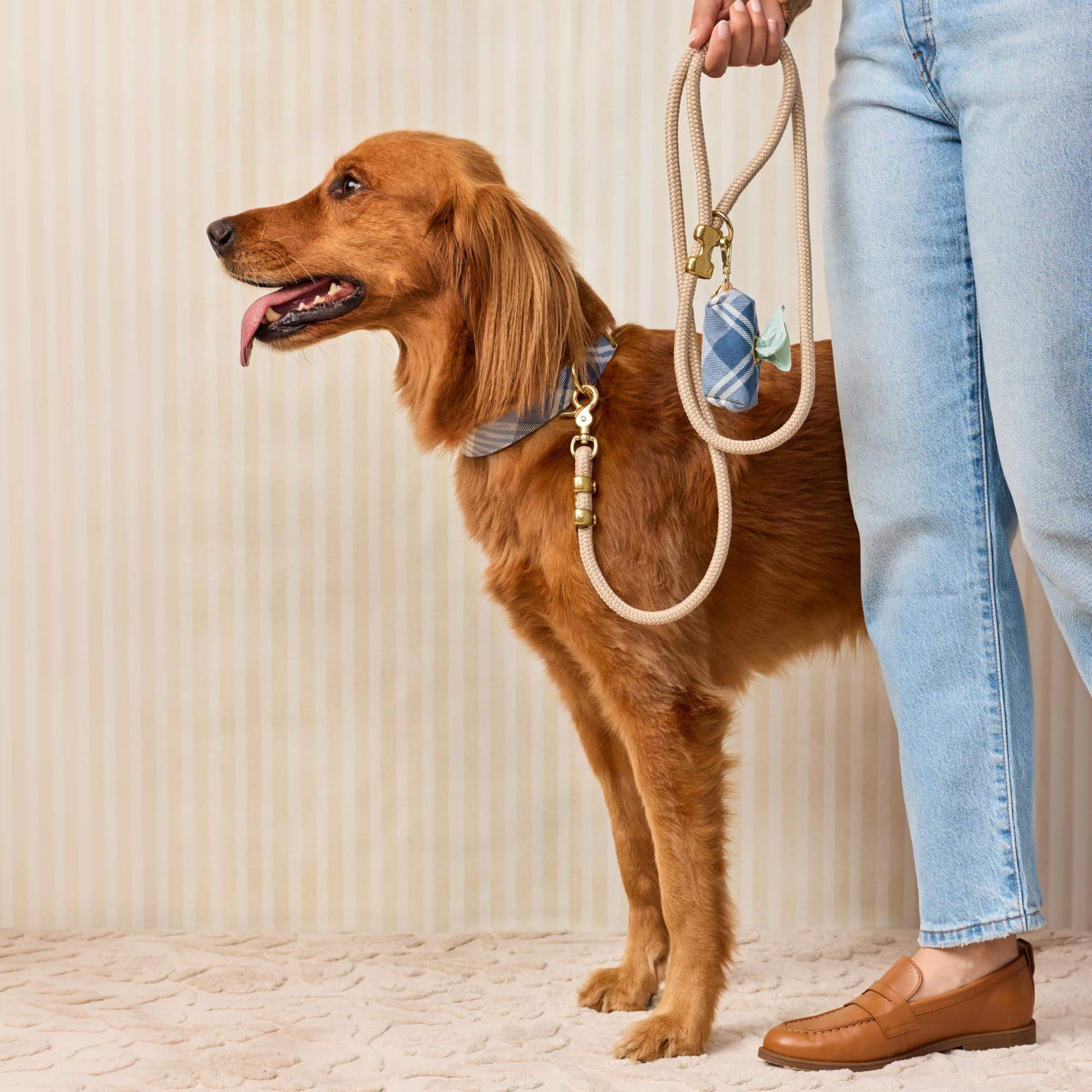 #Modeled by Maple (45lbs) in a Medium collar and Standard leash