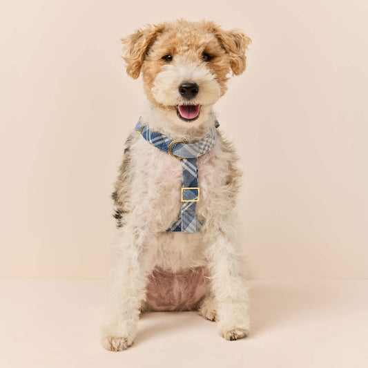 #Modeled by Sesame (27lbs) in Medium
