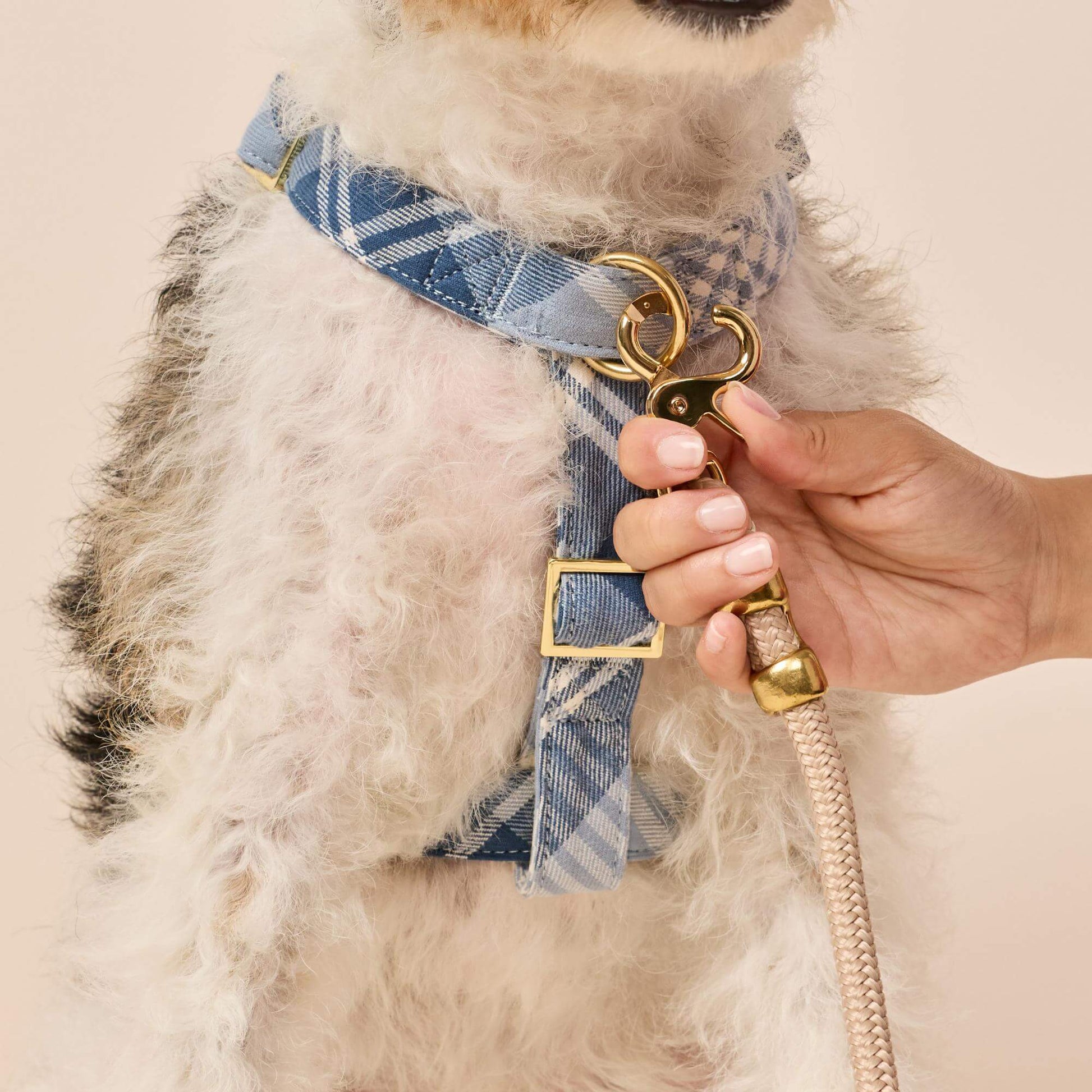 #Modeled by Sesame (27lbs) in Medium