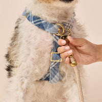 #Modeled by Sesame (27lbs) in Medium