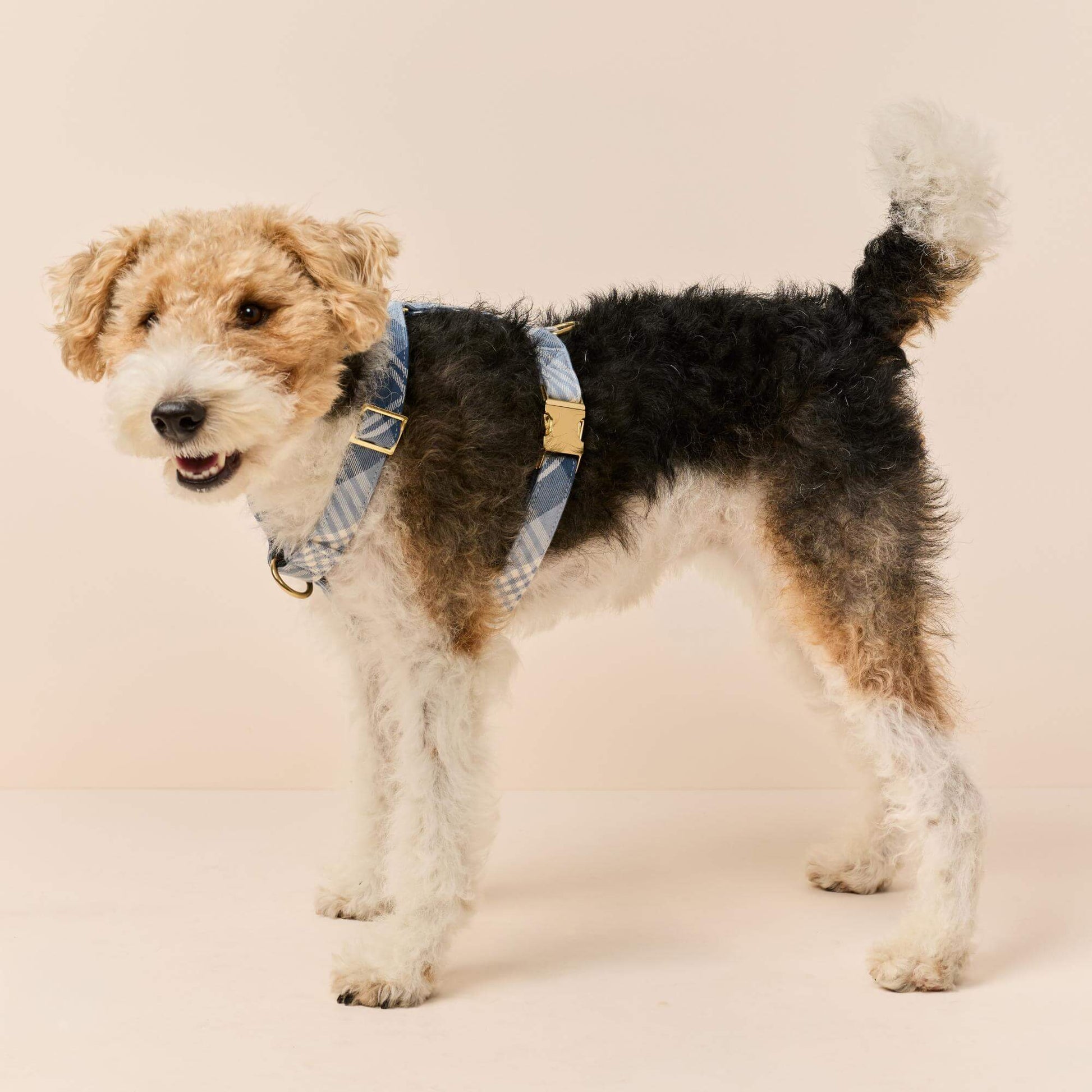 #Modeled by Sesame (27lbs) in Medium