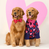 #Modeled by Blitz (55lbs) in a Large bow tie