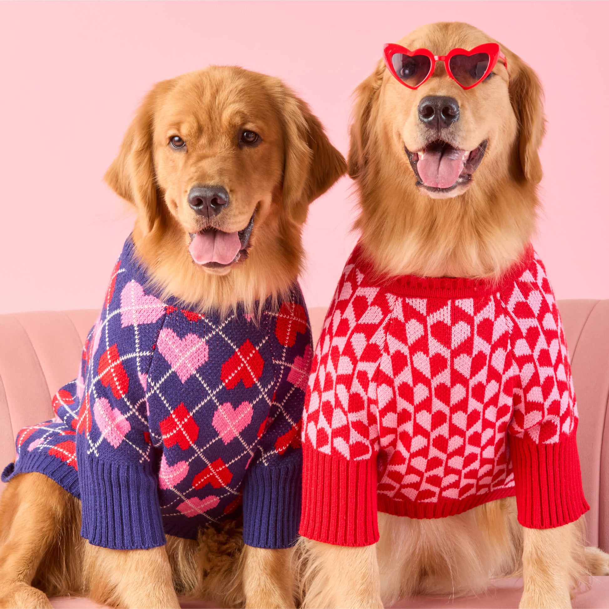 #Modeled by Blitz and Riddle (55lbs) both in Large