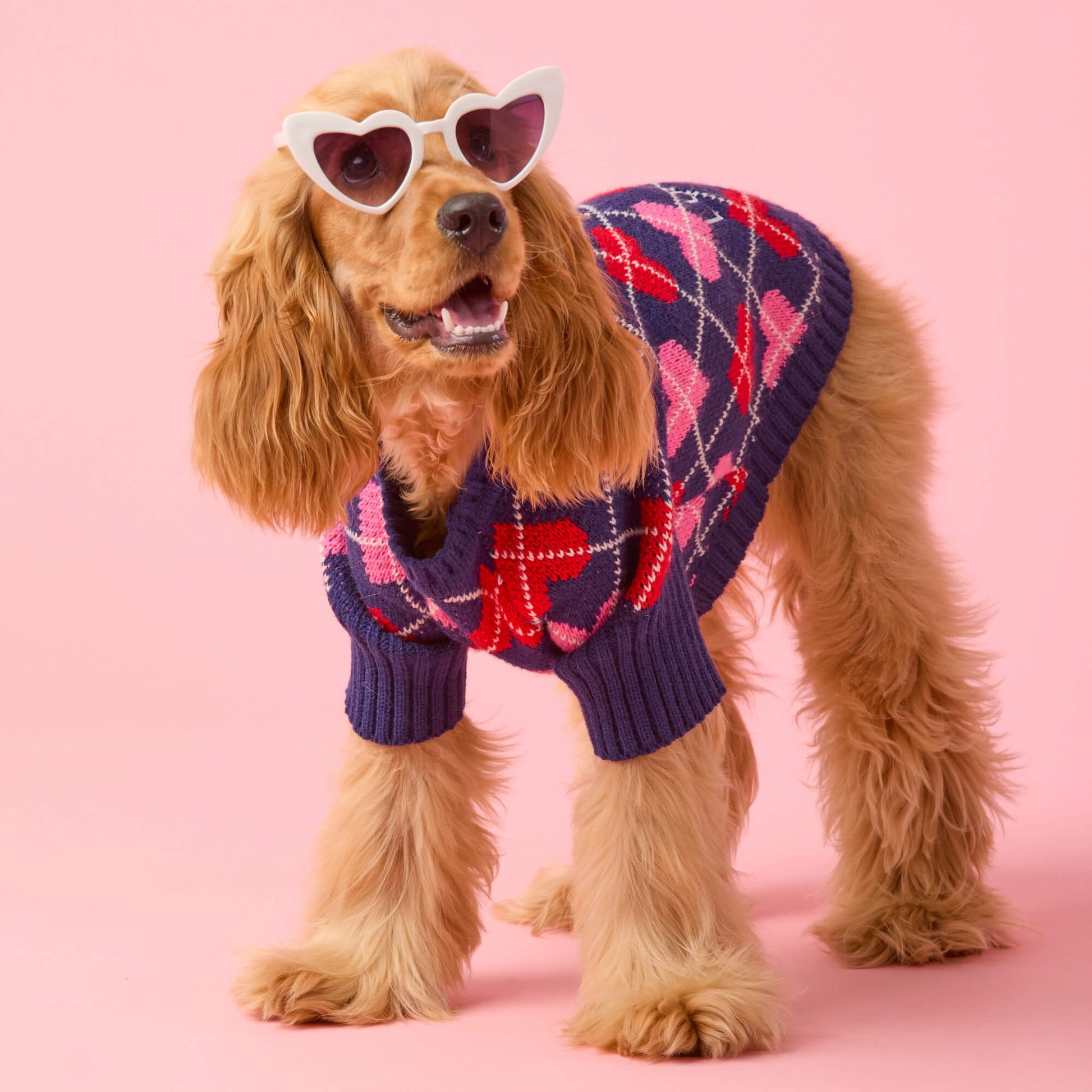 #Modeled by Honey (13lbs) in Small