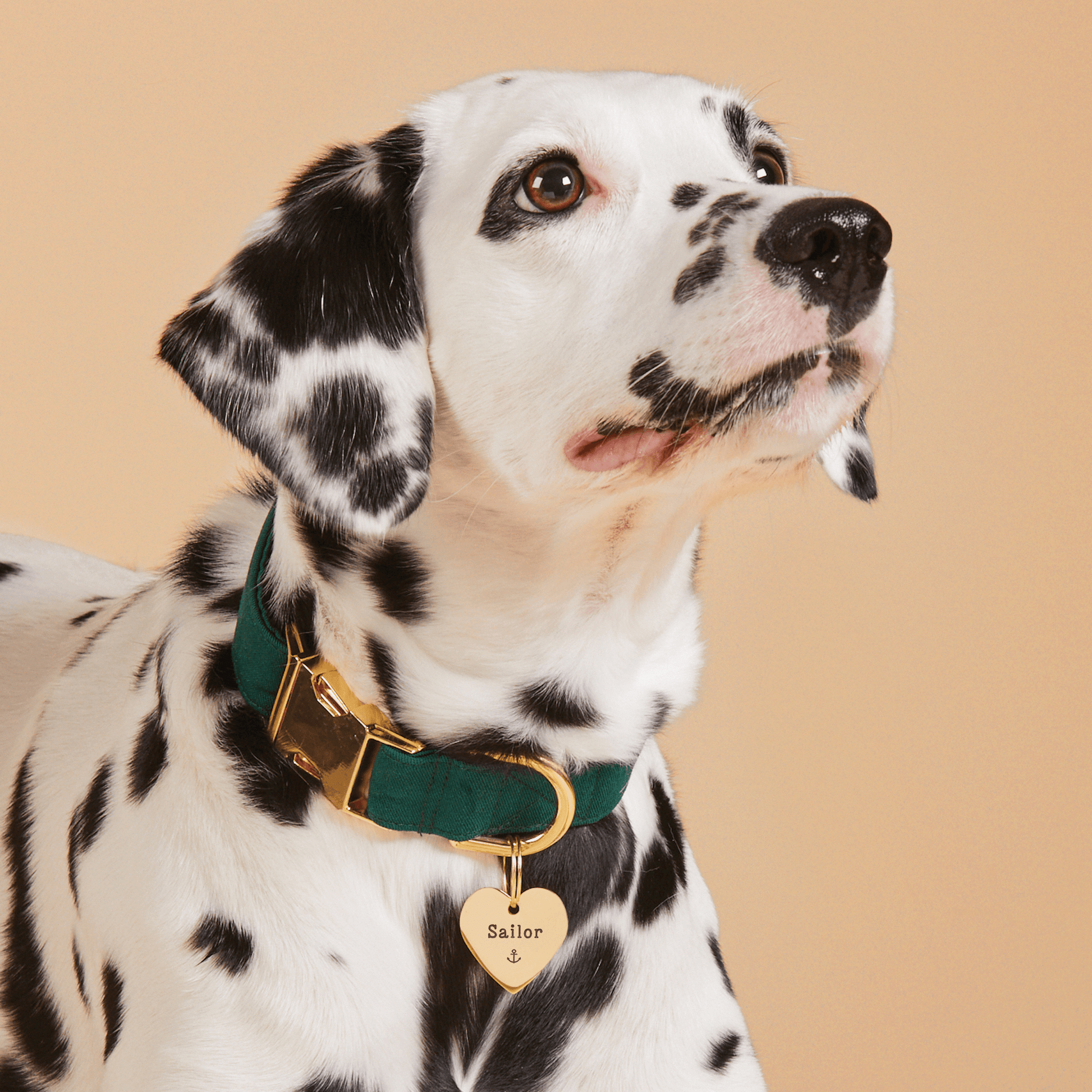 #Modeled by Dottie (43lbs) in a Large pet ID tag