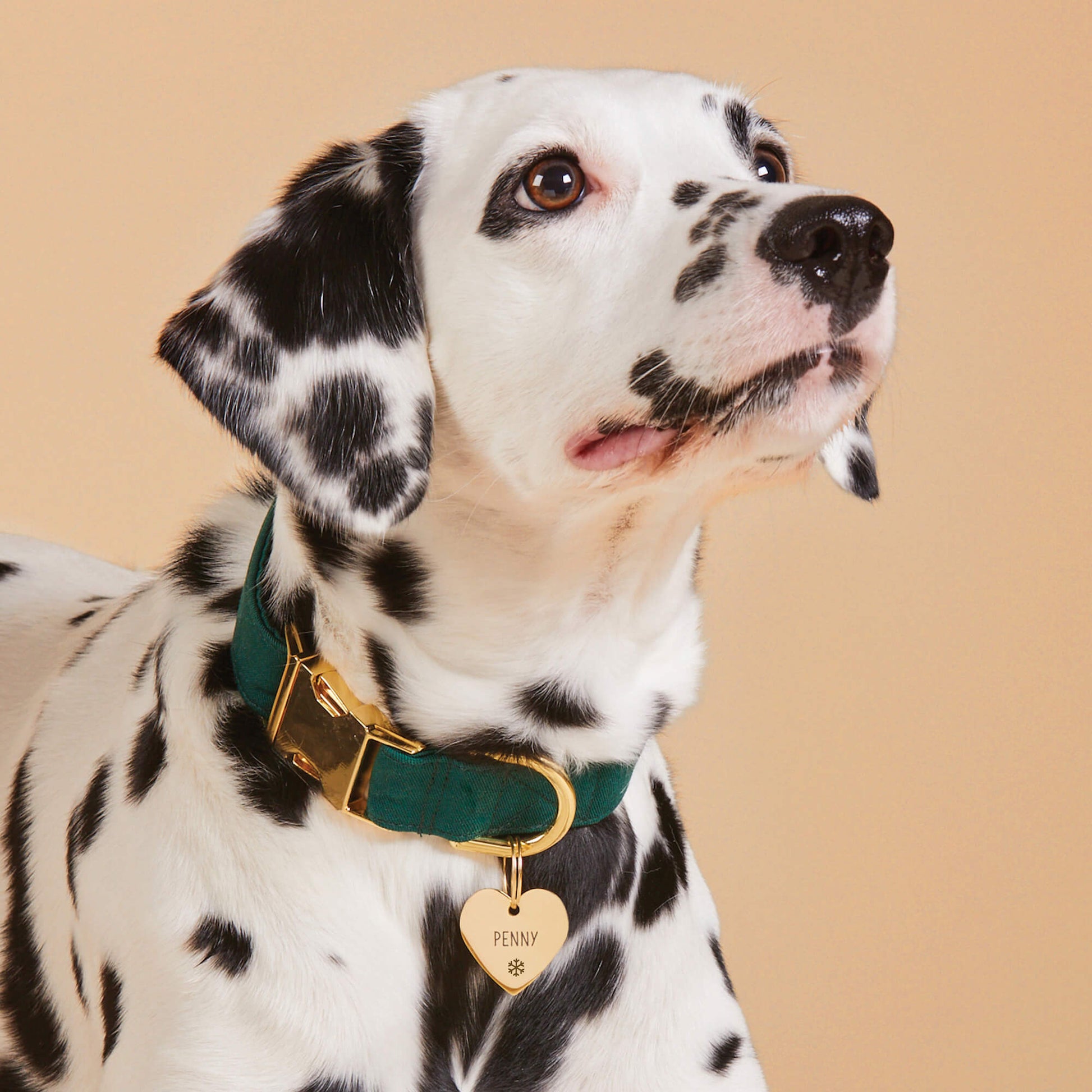 #Modeled by Dottie (43lbs) in a Large pet ID tag