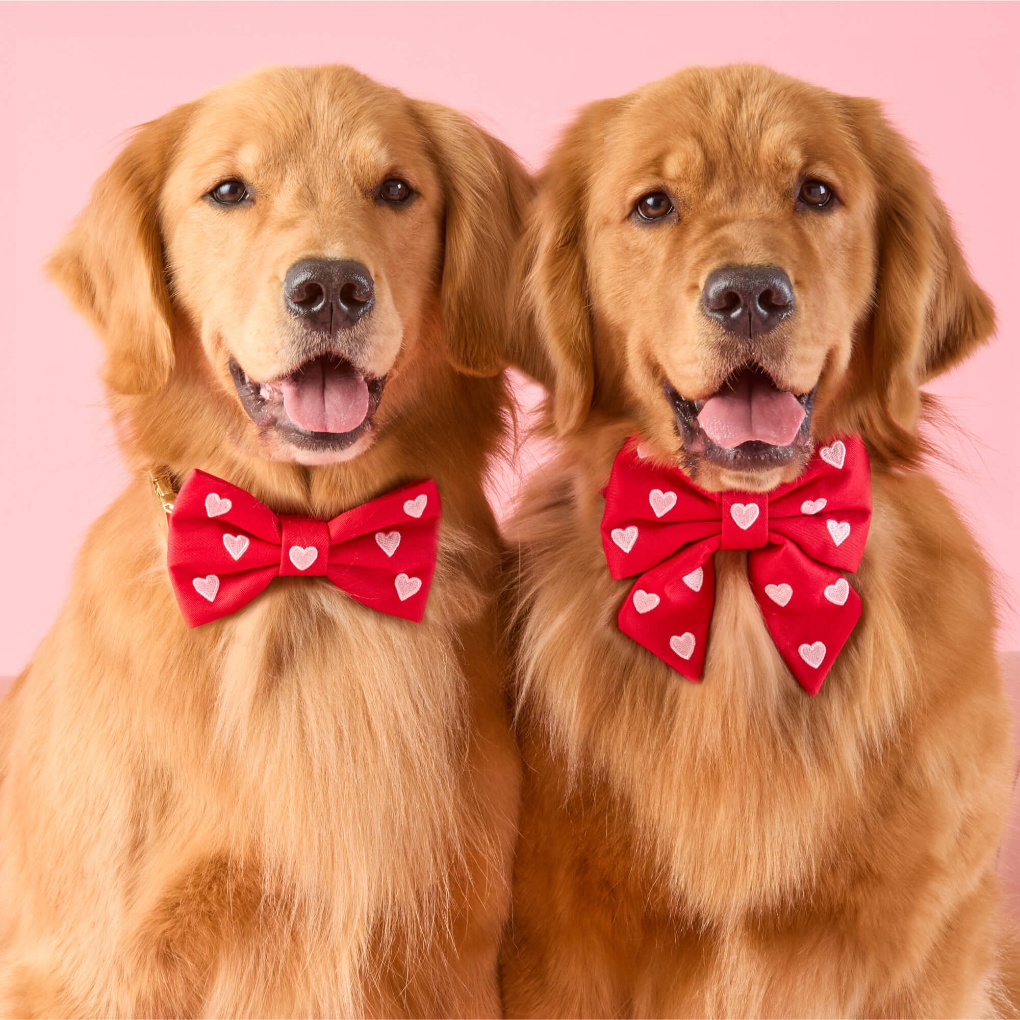 valentine's day dog bow tie