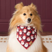 #Modeled by Ollie (23lbs) in Medium