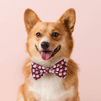 #Modeled by Foxy (20lbs) in a Medium collar and Large bow tie