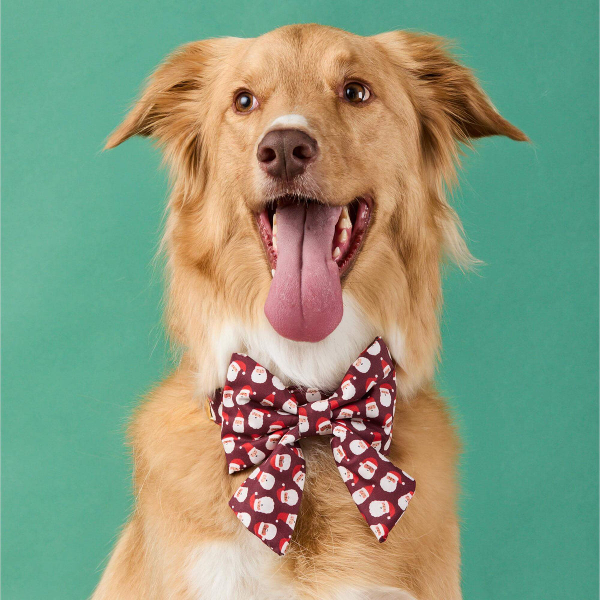 #Modeled by Kina (60lbs) in a Large collar and Large lady bow