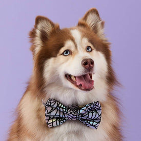#Modeled by Rouka (37lbs) in a Large bow tie