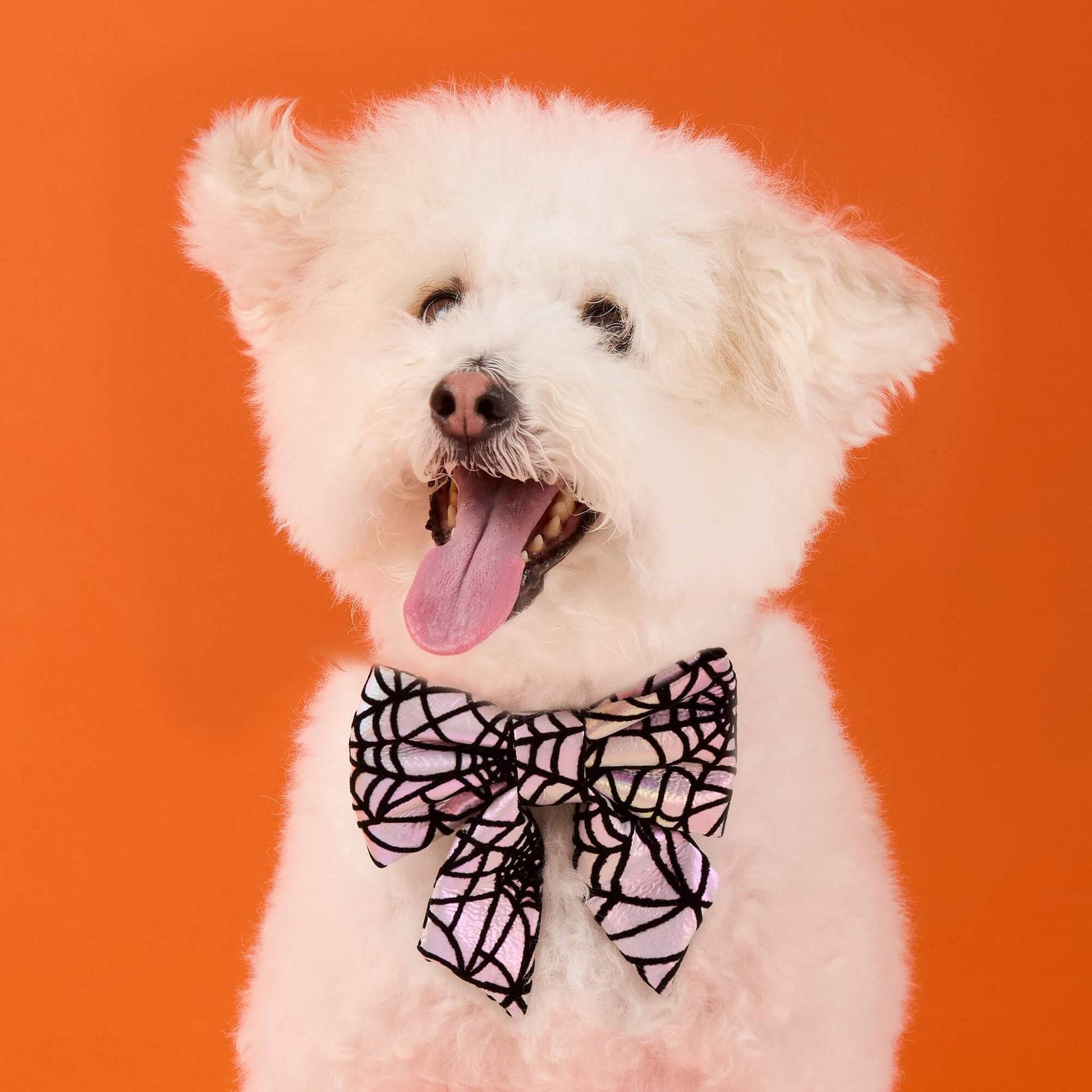 #Modeled by Mochi (14lbs) in a Small collar and Large lady bow