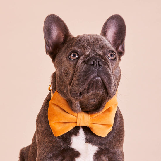 #Modeled by Blue (25lbs) in a Medium collar and Large bow tie