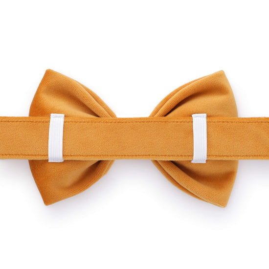 Honey Velvet Bow Tie Collar from The Foggy Dog