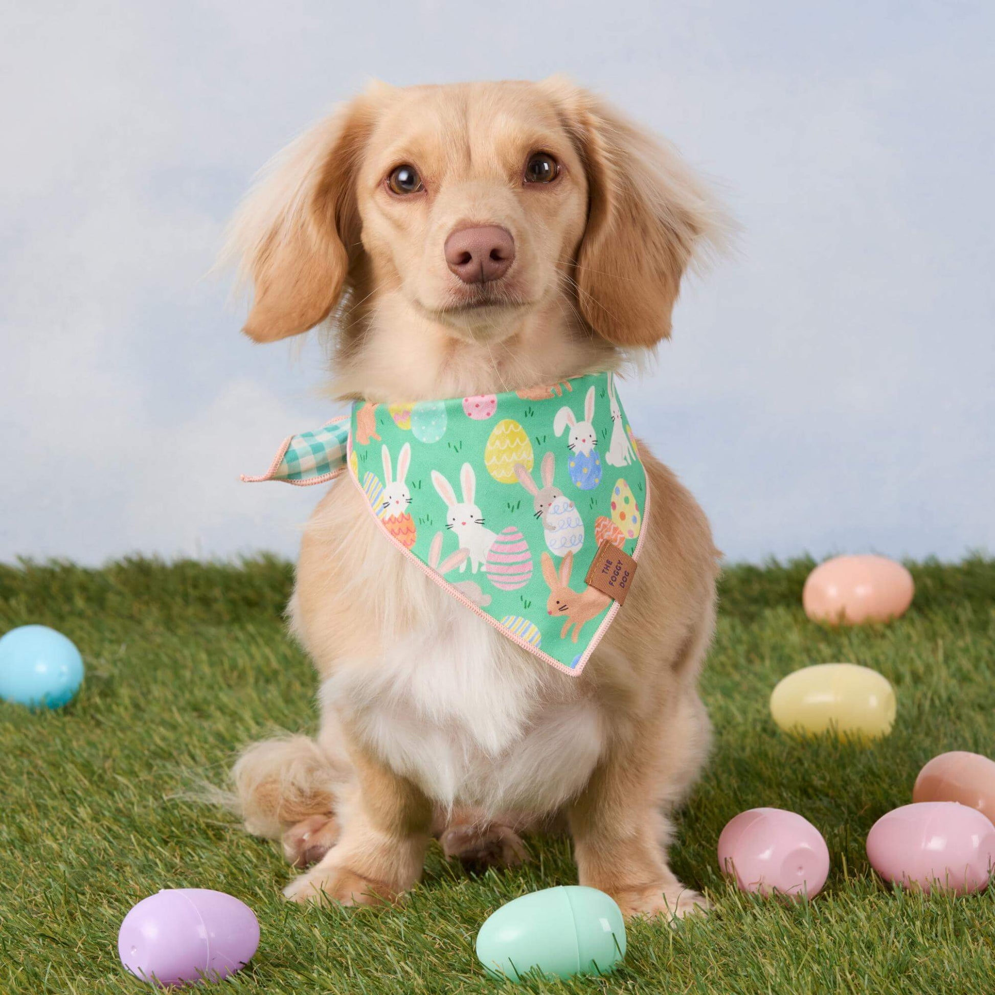 #Modeled by Finley (11lbs) in Small