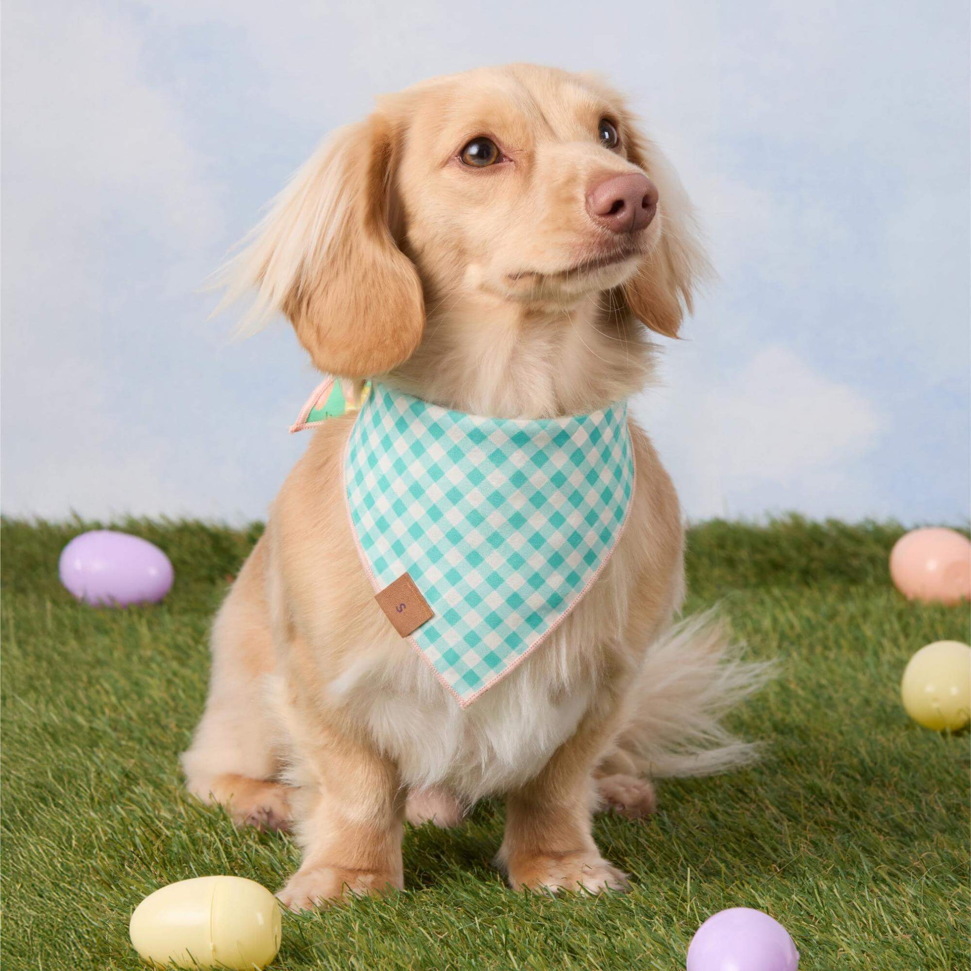 #Modeled by Finley (11lbs) in Small