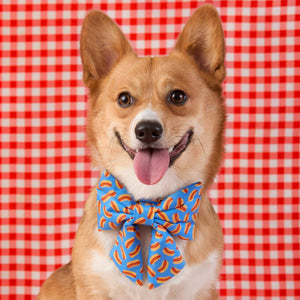 #Modeled by Foxy (20lbs) in a Large lady bow