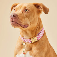 #Modeled by Ollie (57lbs) in Medium