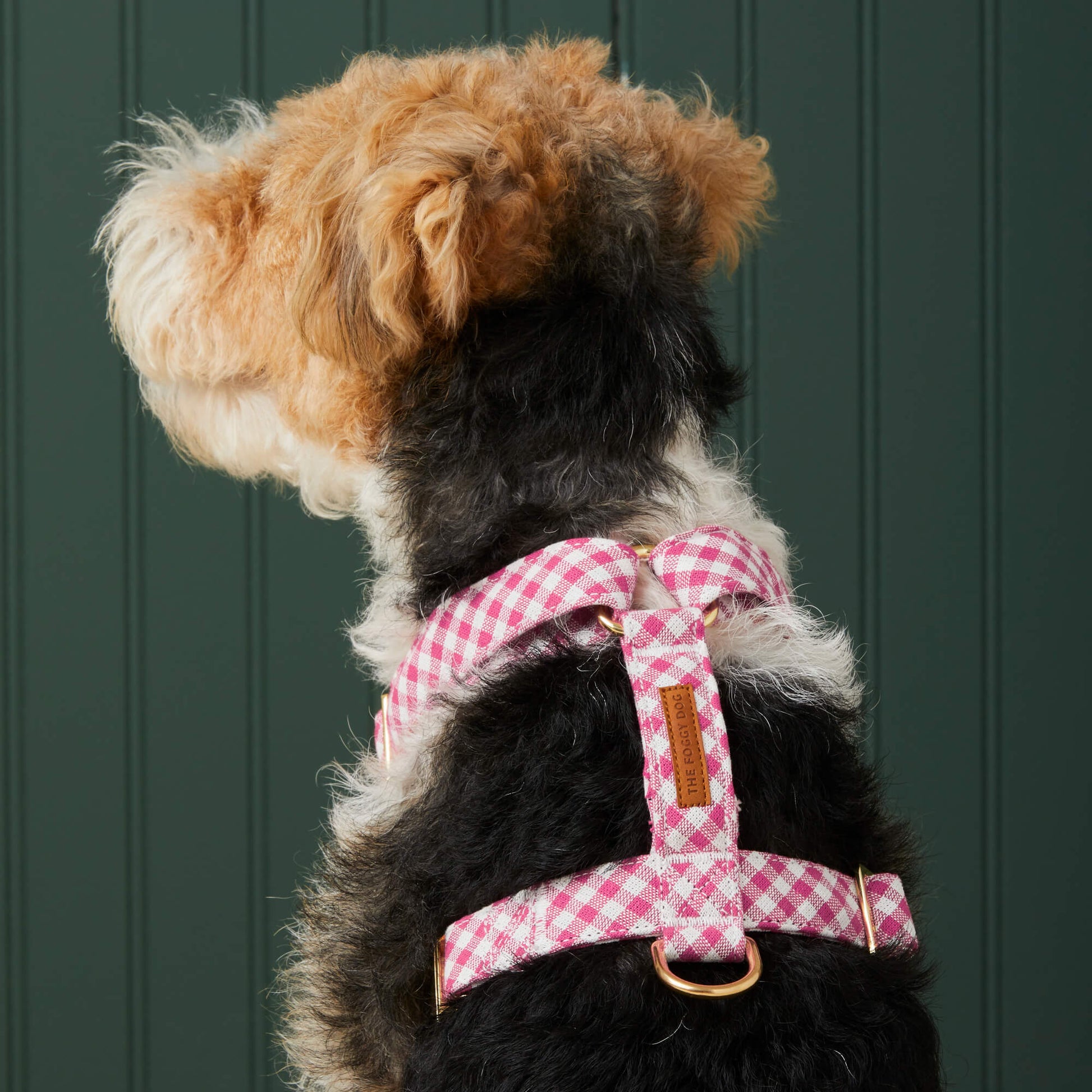 #Modeled by Sesame (23lbs) in Medium