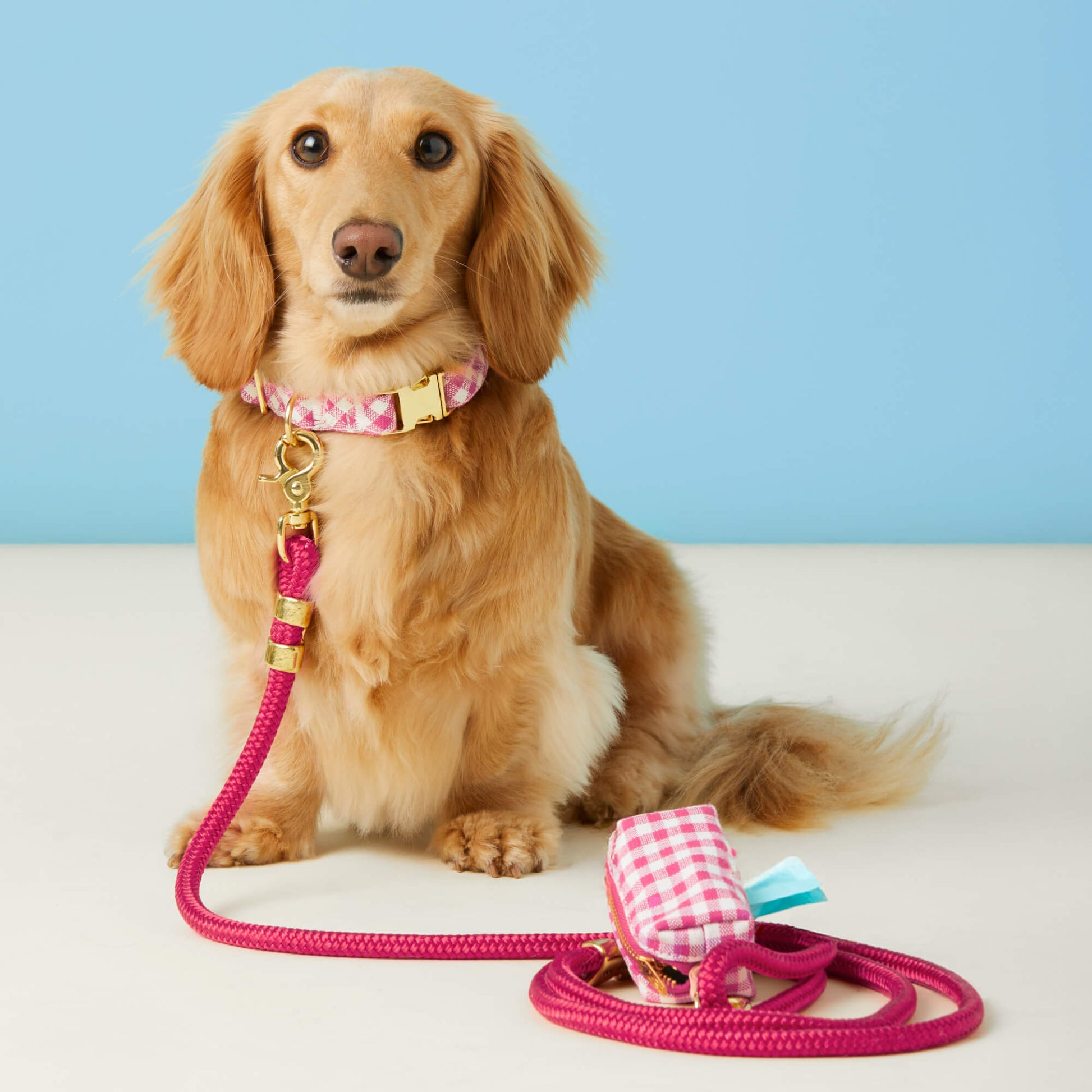 #Modeled by Charlie (10lbs) in a Small collar and Standard leash