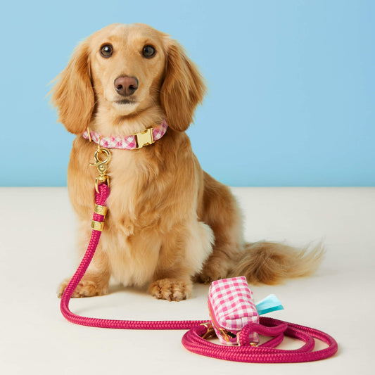 #Modeled by Charlie (10lbs) in a Small collar and Standard leash