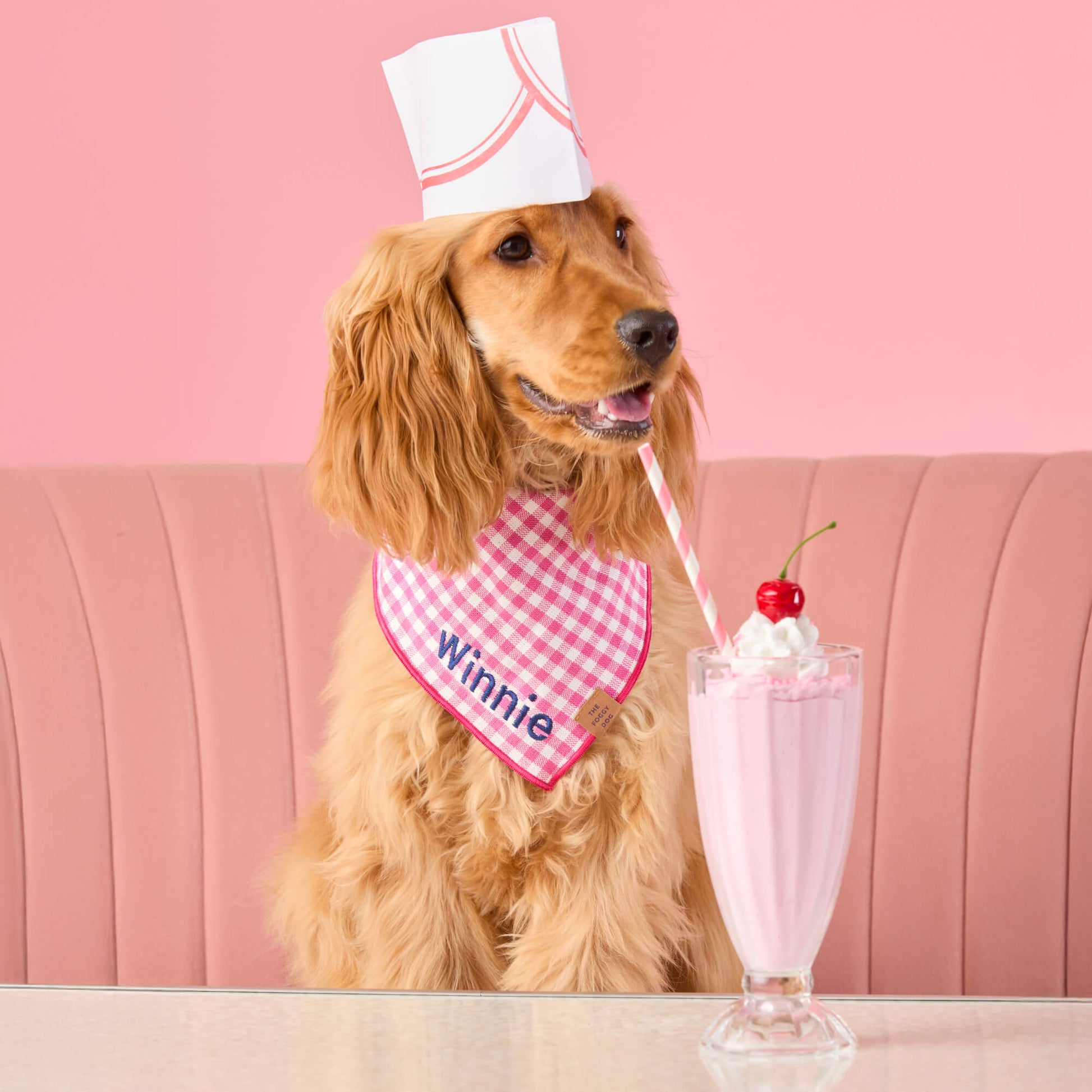 #Modeled by Honey (13lbs) in Medium