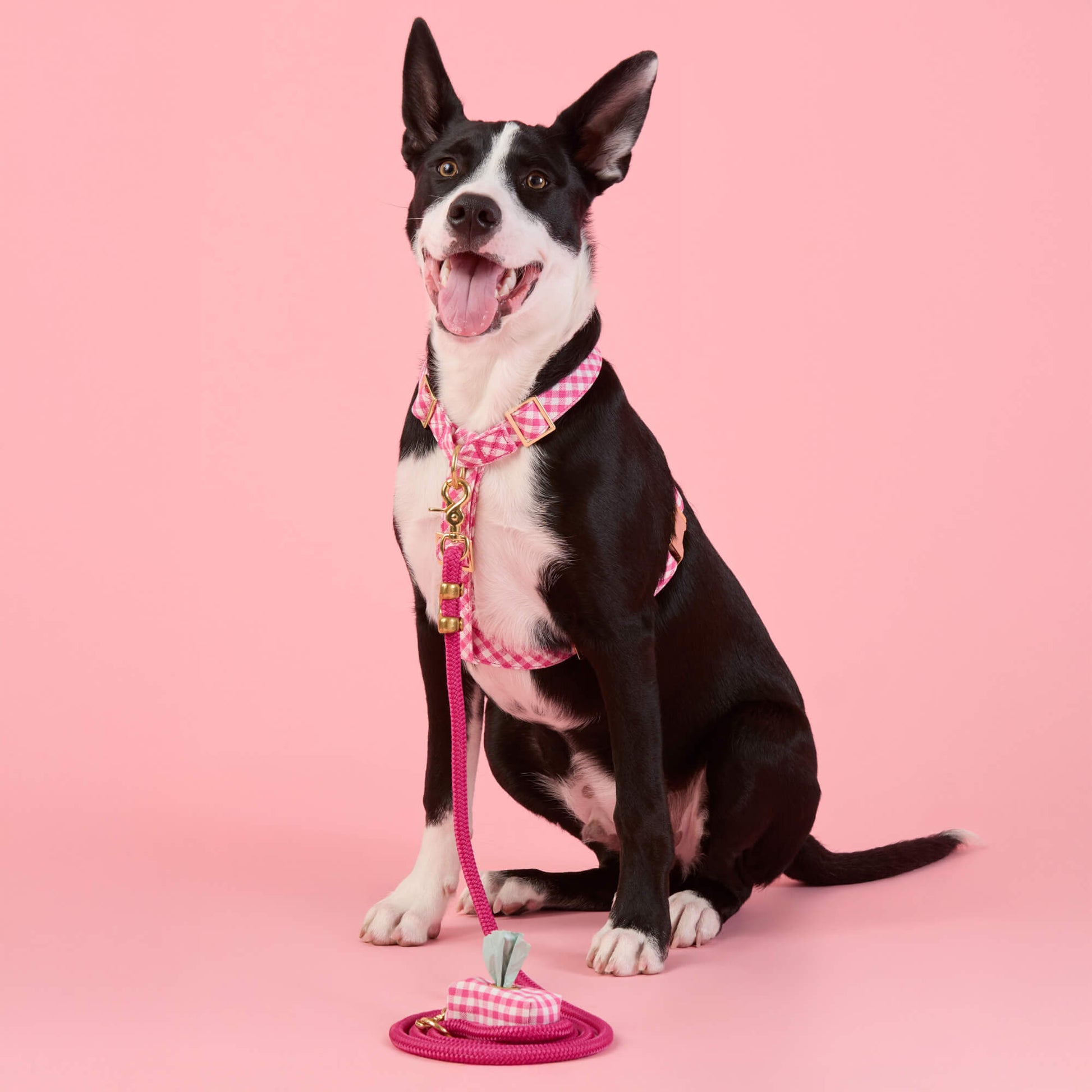 #Modeled by Leo (35lbs) in a Medium harness and Standard leash