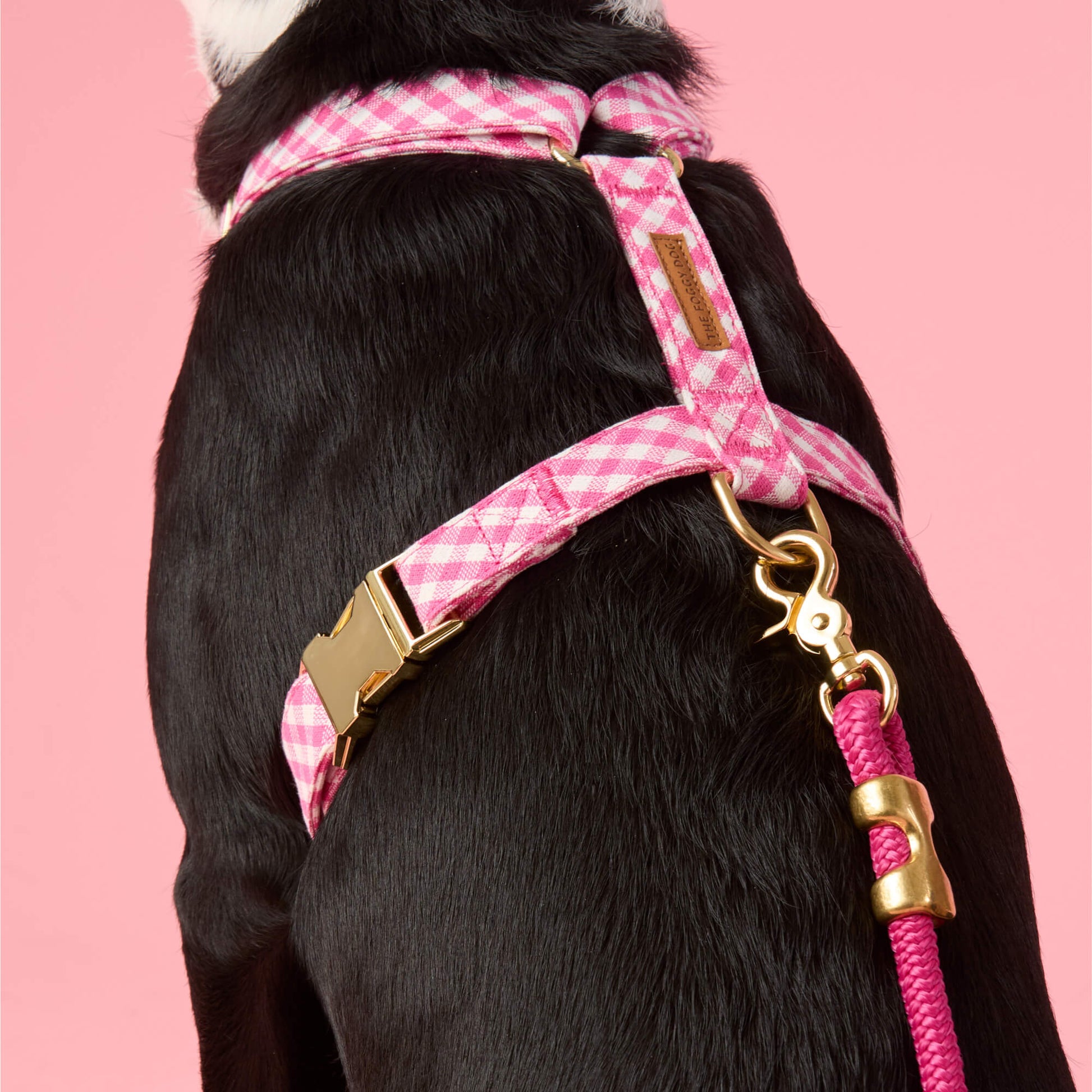 #Modeled by Leo (35lbs) in Medium