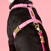 #Modeled by Leo (35lbs) in Medium