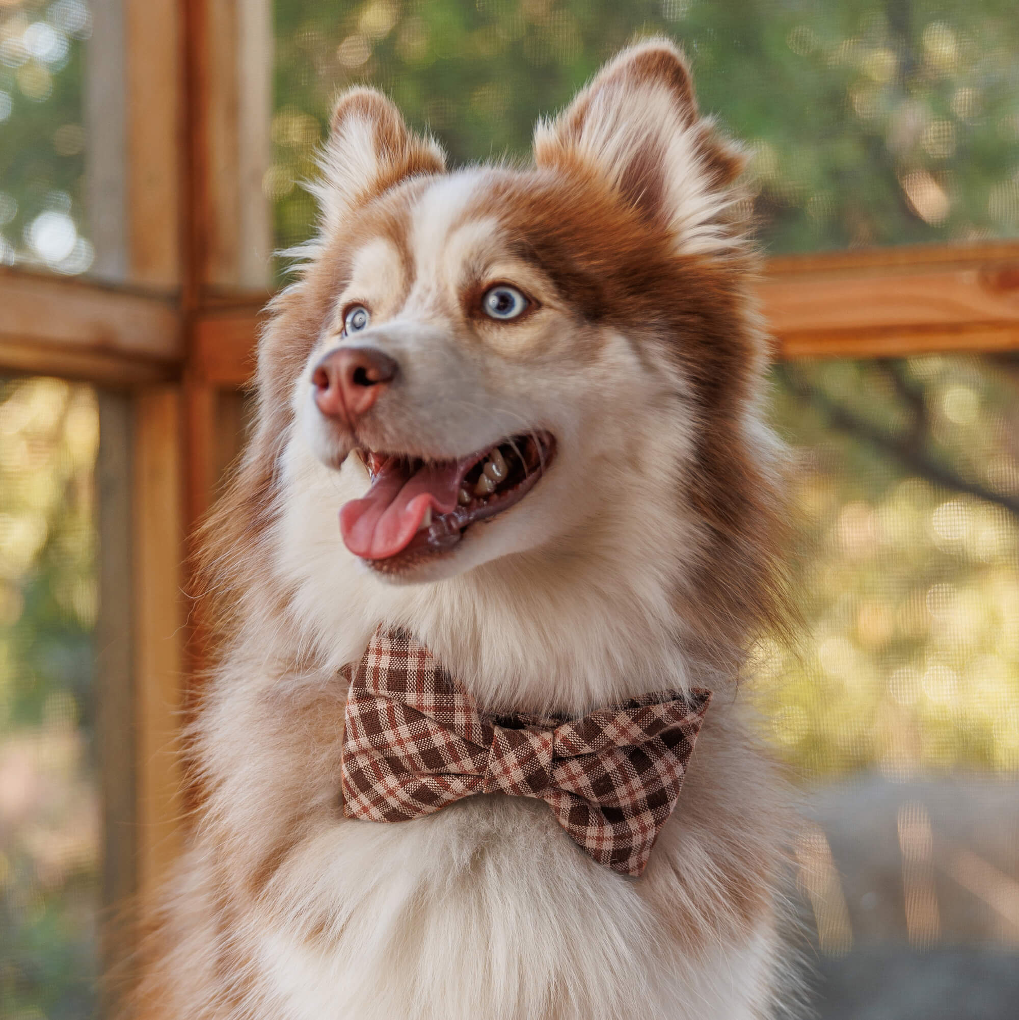 doggie bow ties for dogs