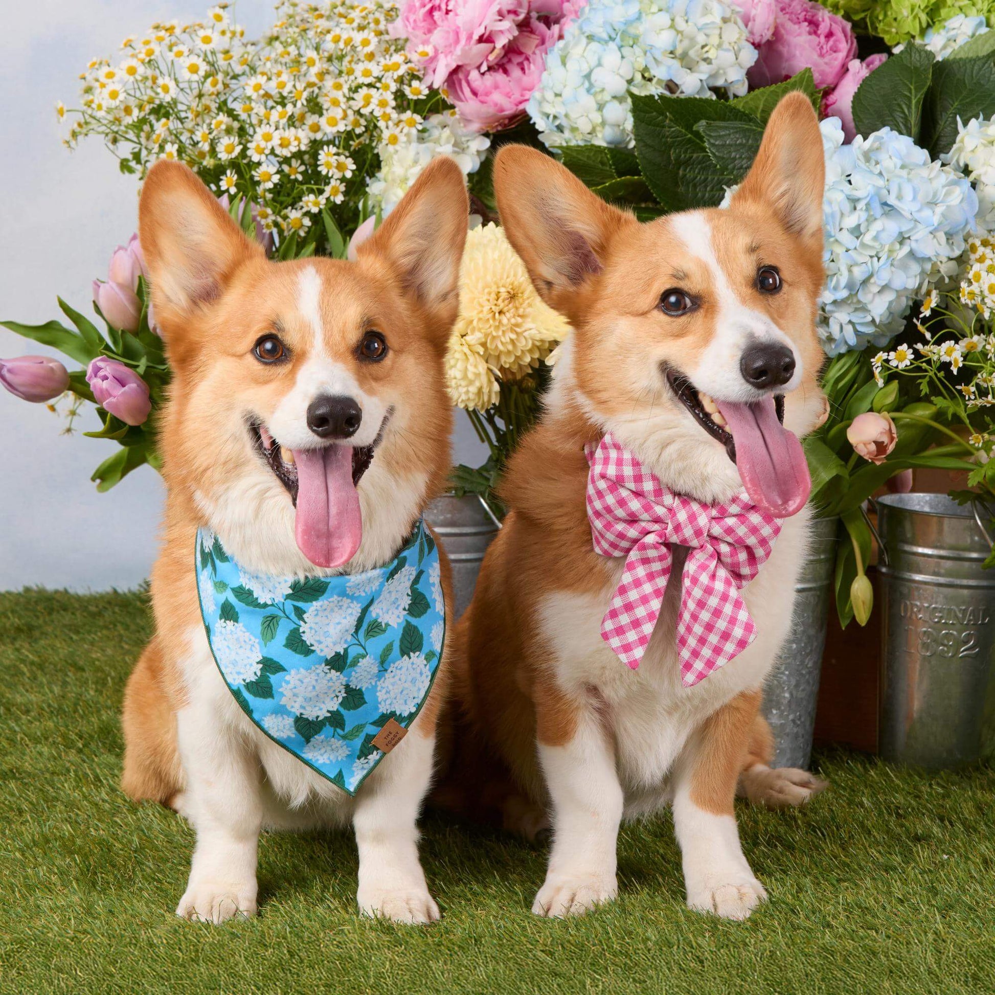 #Modeled by Captain (30lbs) in a Medium collar and Large lady bow