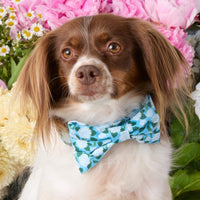 #Modeled by Ollie (20lbs) in a Medium collar and Large bow tie