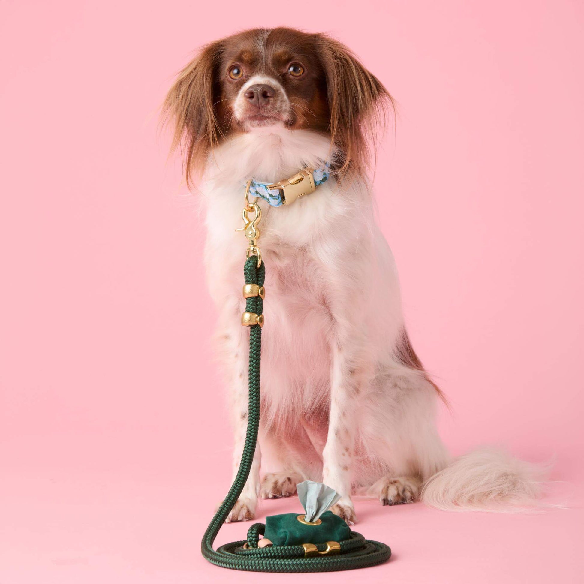 #Modeled by Ollie (20lbs) in a Medium collar and Standard leash