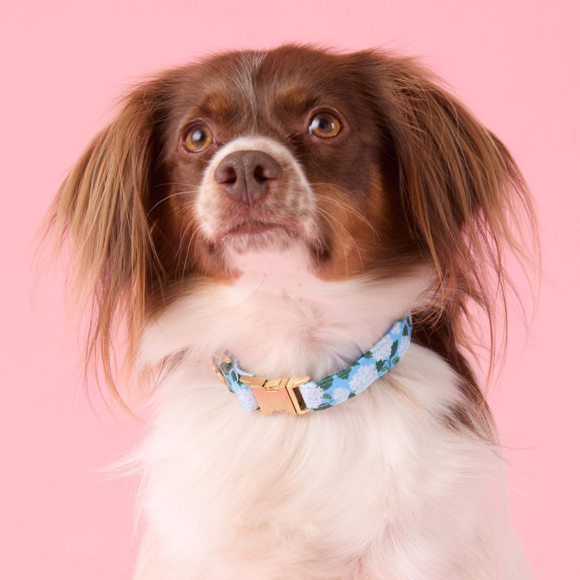 Hydrangea Dog Collar – The Foggy Dog